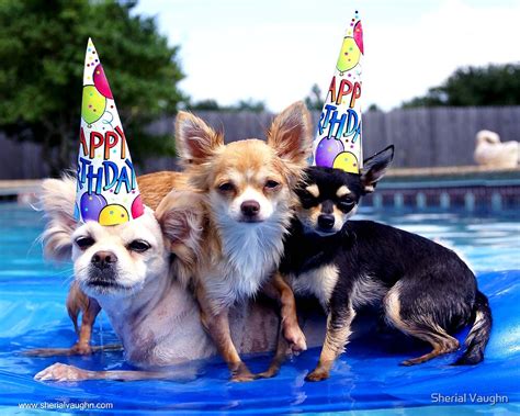 "Dog Pool Party" by Sherial Vaughn | Redbubble