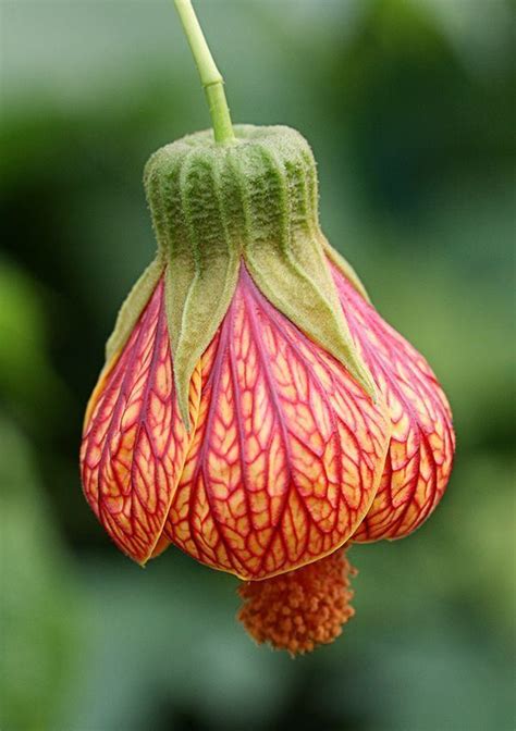 Abutilon - Alchetron, The Free Social Encyclopedia