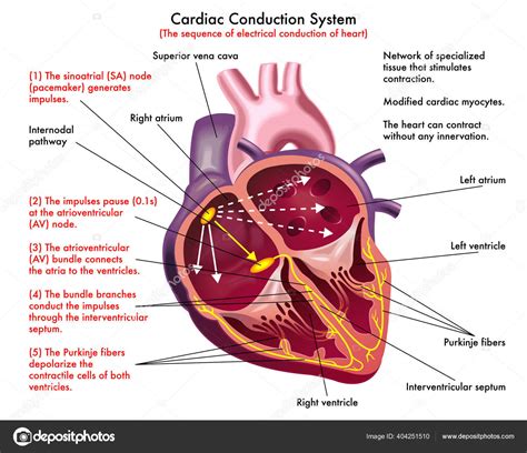 Cardiac Conduction System Animation