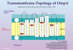 Transmembrane domain - Membrane ReceptorsMembrane Receptors