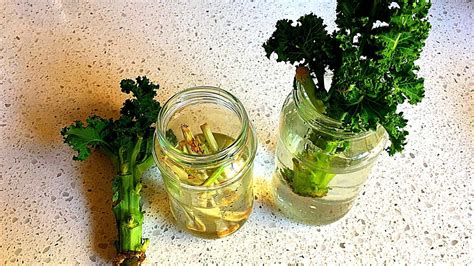 HOW TO GROW KALE CUTTINGS IN THE WATER? – Slick Garden