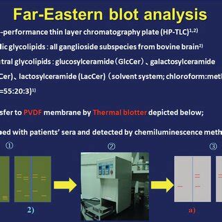 Schematic presentation of how to perform Far‐Eastern blot analysis ...