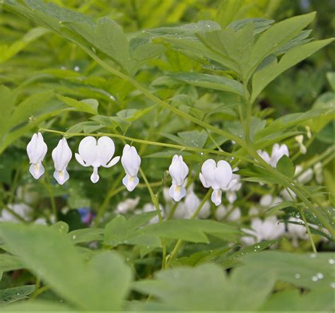 White Bleeding Hearts For Spring Shade in 2021 | Spring perennials, Shade perennials, Shade garden