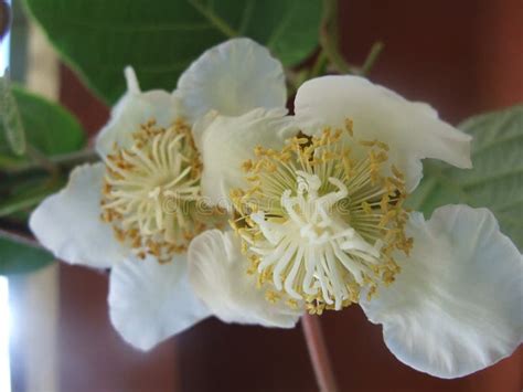 Flower of kiwi stock image. Image of plant, white, kiwi - 148431089