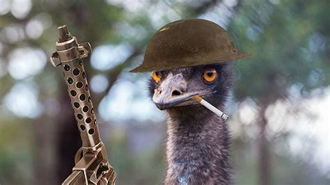 Australia's Great Emu War: How A Nation Declared War On A Bird And Lost - GreatGameInternational