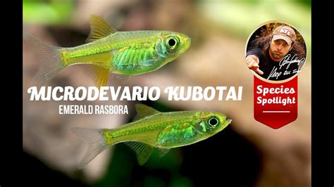 Microdevario kubotai - Emerald Rasbora Care Guide - YouTube