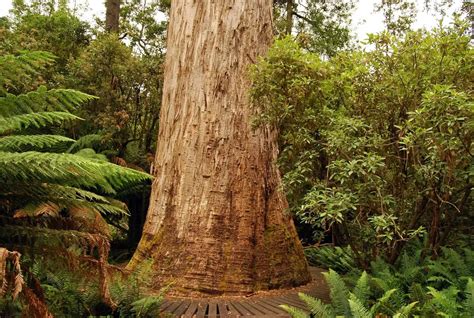 World's tallest trees - species that exceed 80 m height | Wondermondo