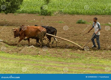 A Ethiopian Man is Plowing the Field with a Team of Oxen. Editorial ...