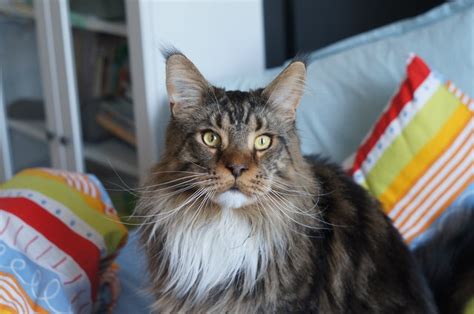 The Maine Coon Siamese Mix-Everything You Need To Know - MaineCoon.org