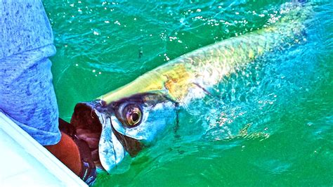 Louisiana & Florida Tarpon Fishing Guides | Jason Catchings