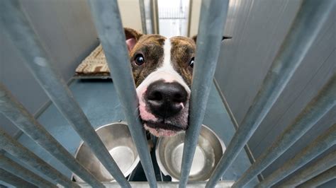 Louisville animal shelter sees 30 weekend adoptions | whas11.com