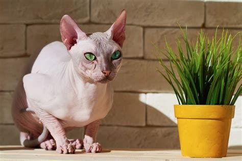 Hairless Cat Breeds - How To Care Them