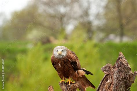 Red kite, bird of prey portrait. The bird is sitting on a stump. Ready ...