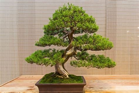 Juniper Bonsai Tree: Types, How To Grow and Care | Florgeous