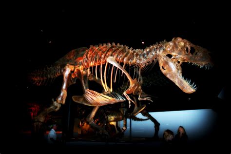 Out On A Whim: Houston Museum of Natural Science Dinosaur Exhibit Photos