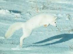 Adaptations - The Arctic Fox