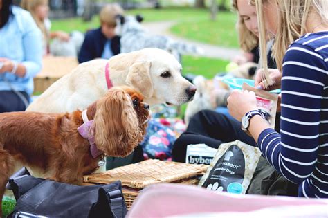 Doggy Picnic in the Park