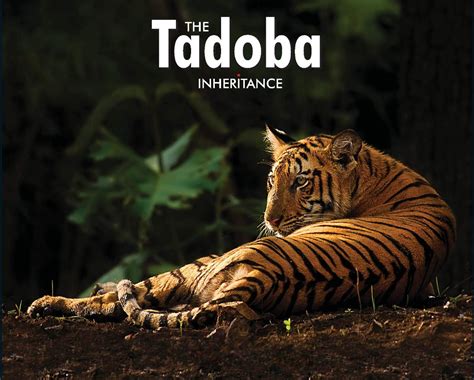 Tadoba National Park - Wordzz