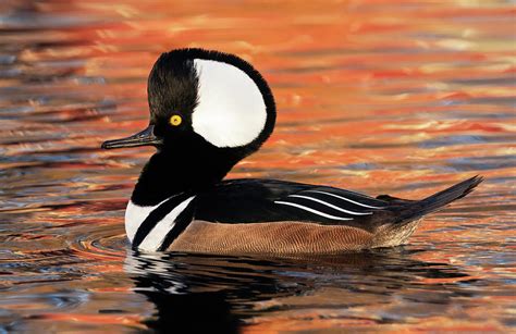 Hooded Merganser Photograph by Jayne Gulbrand - Fine Art America