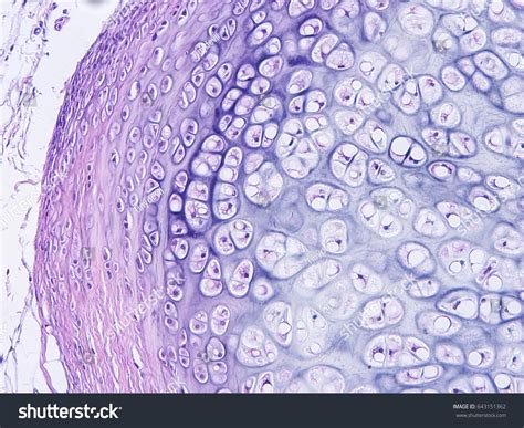 Elastic Cartilage Under Microscope