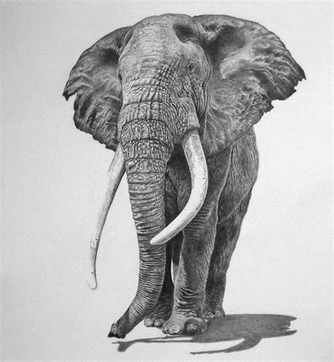 25 Beautiful and Realistic Animal Drawings around the world - Olifanten ...