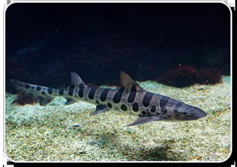 The Leopard Shark Is A Interesting Type Of Shark - Shark Sider