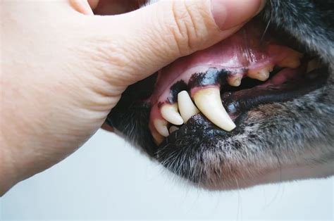 Is it Normal for My Dog's Gums to be Pale in Sonora, CA? | Live Oak Veterinary Hospital