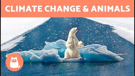 Top 173+ How does climate change affect humans and animals ...