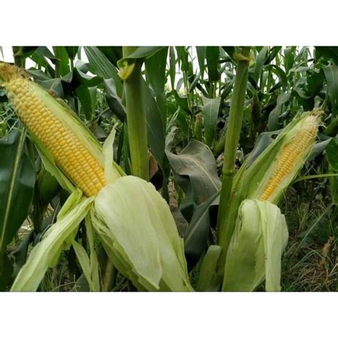 JAGUNG MANIS SEGAR DARI KEBUN | Shopee Malaysia