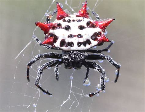 gasteracantha falcicornis | Arachnids, Spider, Insects