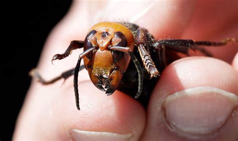 Murder hornets: How flying menace can kill by 'injecting large amount ...