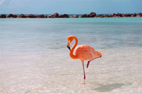 Ask Smithsonian: Why Do Flamingos Stand on One Leg? | At the Smithsonian | Smithsonian