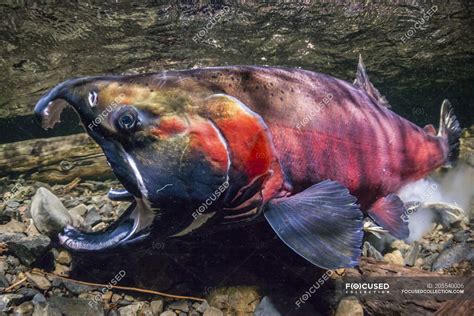 Coho Salmon, also known as Silver Salmon (Oncorhynchus kisutch) in the act of spawning in an ...