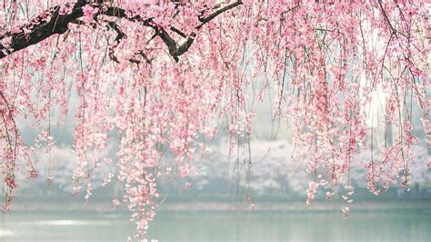 Japanese Cherry Blossom Wallpapers - Wallpaper Cave