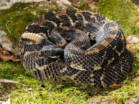 Timber rattlesnake | Description, Habitat, Diet, & Facts | Britannica