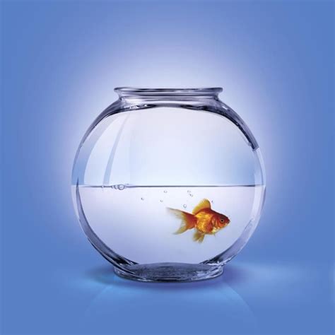 Can Goldfish Live in a Bowl Without a Filter? | Cuteness | Goldfish, Goldfish bowl, Colorful fish