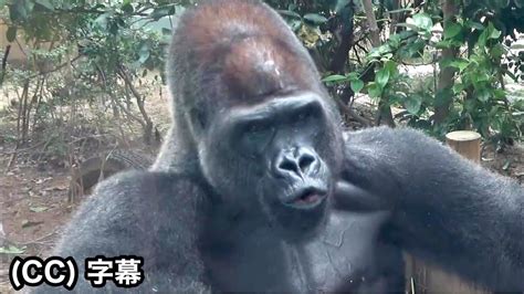 Gorilla hooting! Gorilla voice is heard. Silverback Momotaro｜Momotaro ...