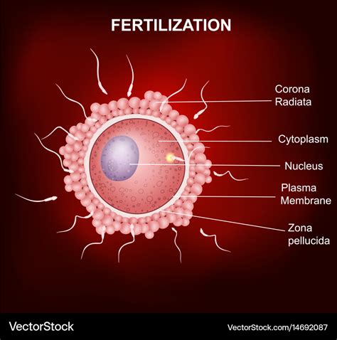 Human fertilization insemination of human egg cel Vector Image