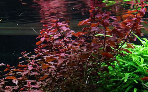 Ihr Aquaristik Fachgeschäft: Fische, Pflanzen und mehr - Ludwigia palustris "super red" / Kleine ...