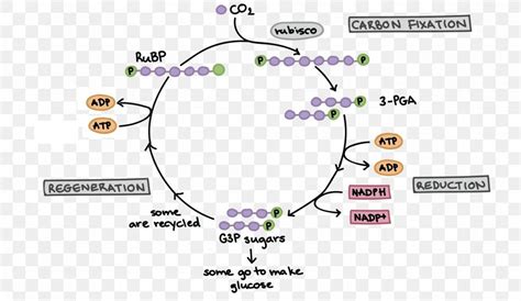 Light-dependent Reactions Image Biology Photosynthesis Calvin Cycle, PNG, 2679x1553px ...