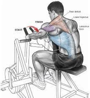 Hammer Strength Row : Unlocking the Power of Your Back Muscles