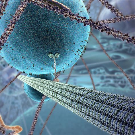 POWERING THE CELL MITOCHONDRIA - XVIVO