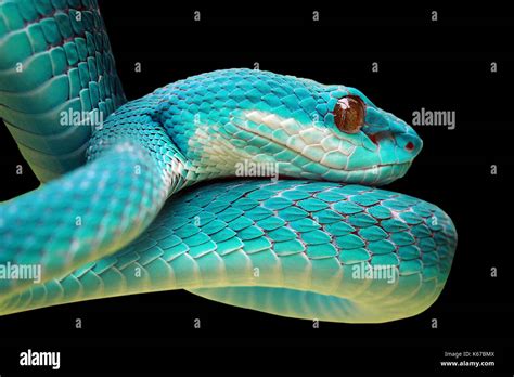 Blue Mamba Snake