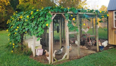 Chicken Run Ideas: Simple Shade and Wind Block - My Pet Chicken Blog ...