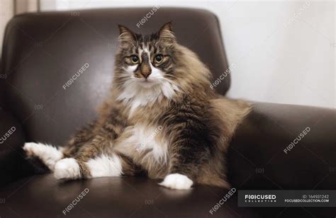 Cat Sitting In Chair — eco, indoors - Stock Photo | #164931242