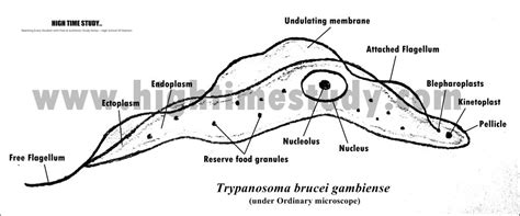 Trypanosoma brucei – HIGH TIME STUDY