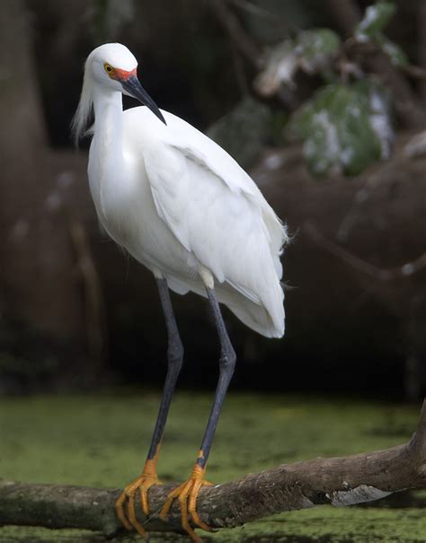 snowy egret | breeding plumage may 2009 | Darlene Boucher | Flickr