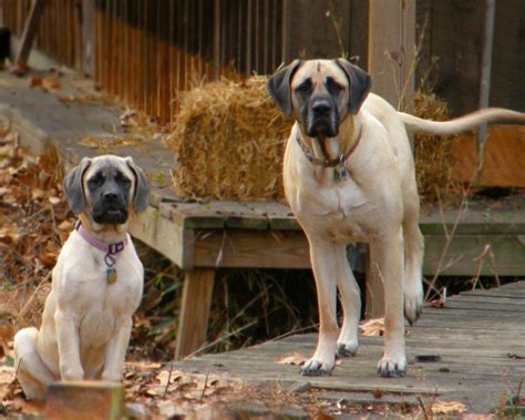 English Mastiff dogs in the farm photo and wallpaper. Beautiful English Mastiff dogs in the farm ...