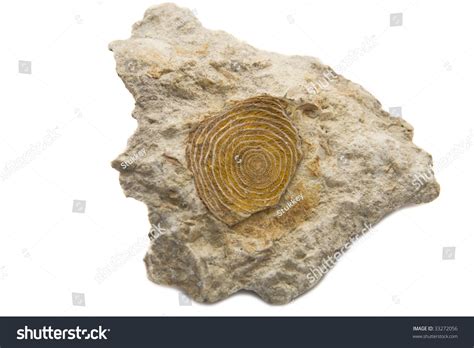 Sedimentary Rock Fossil Isolated On White Stock Photo 33272056 ...