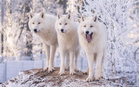 Wallpaper Three white wolves, winter, snow 1920x1200 HD Picture, Image